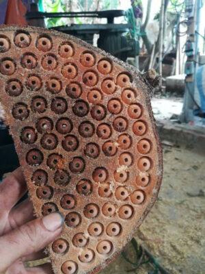 Ưu điểm của hạt cườm gỗ Thanh Long